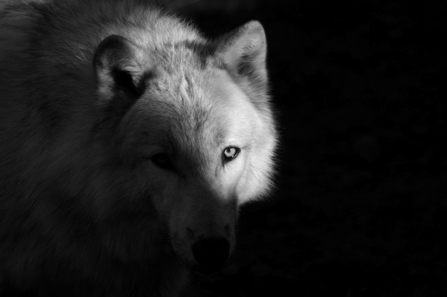 zooportraits-loup-attentat-paris